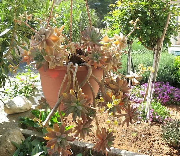 Triporte 벨라루카